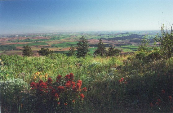 [Palouse rolling hills. Photo by A. Meyer.]
