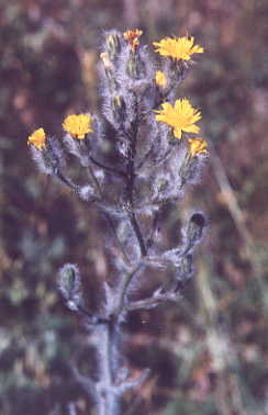 Hieracium albertinum. Photo by D. Skinner.