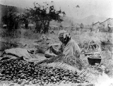 [Indian woman with camas bulbs.]
