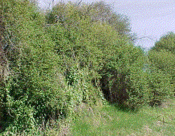 Douglas hawthorn being killed by Bryonia alba. Photo by G. O'Keefe