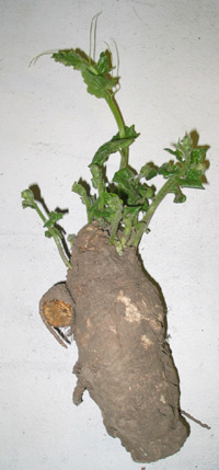 Bryonia root. Photo courtesy of PCEI.org