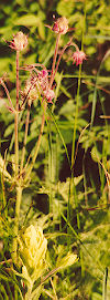 Geum triflorum. Photo by D. Hall.